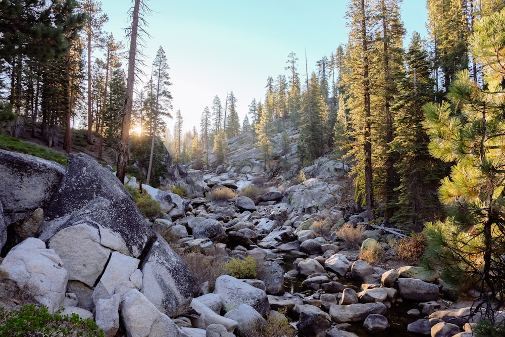 trees and rocks on foot of the mountain