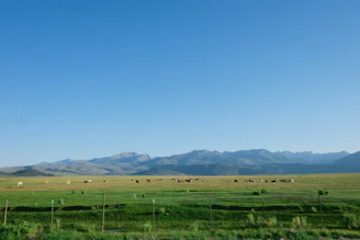 A vast ranch landscape with cattle grazing under a clear blue sky.