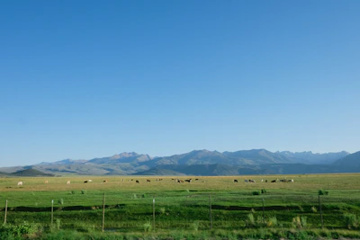 A vast ranch landscape with cattle grazing under a clear blue sky.