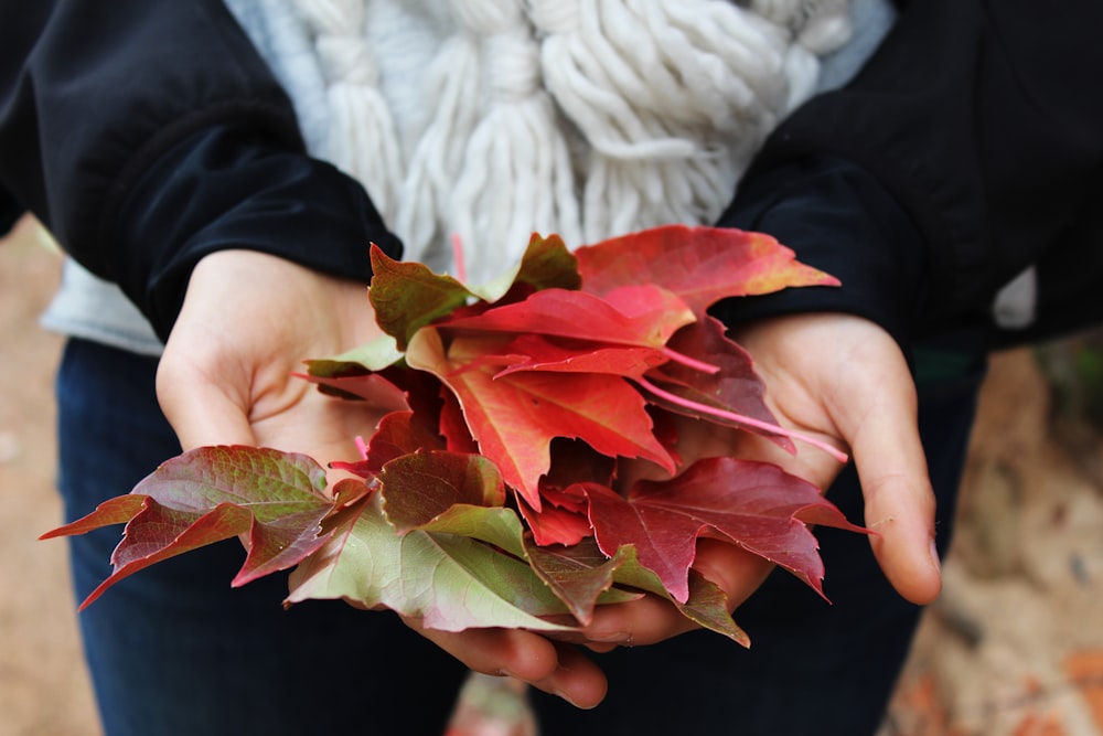 personne tenant des feuilles rouges et vertes