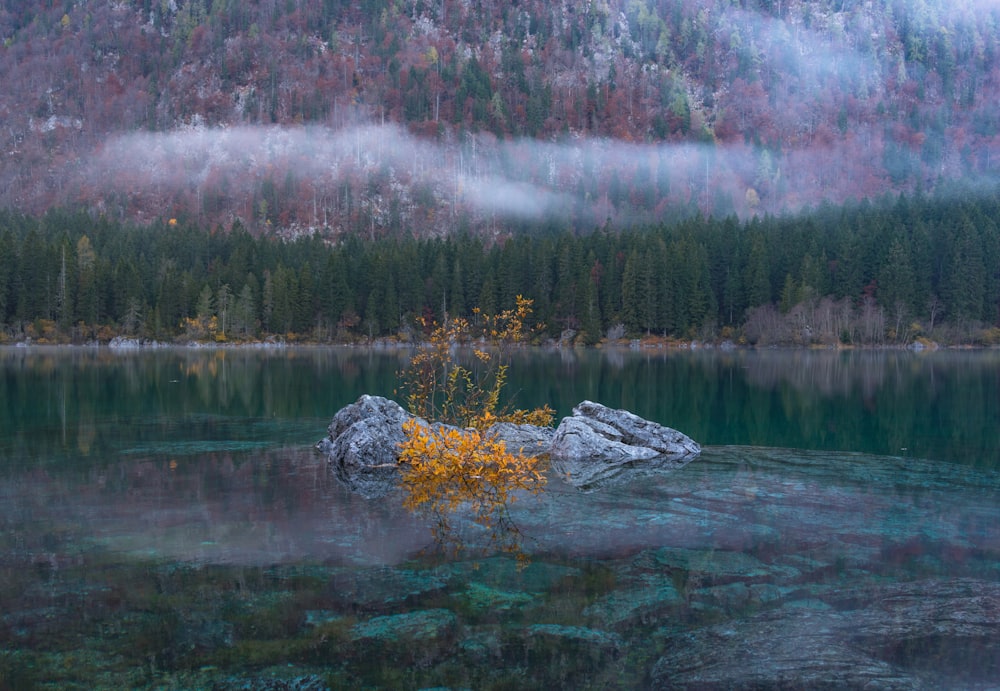 yellow flowers in the middle of lake