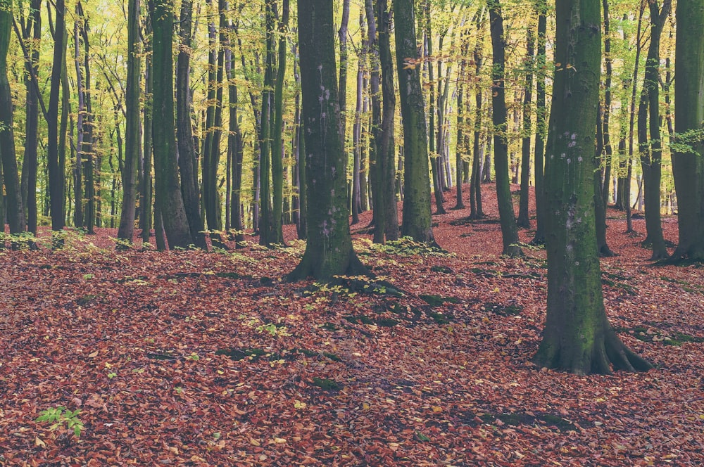 green trees in forest