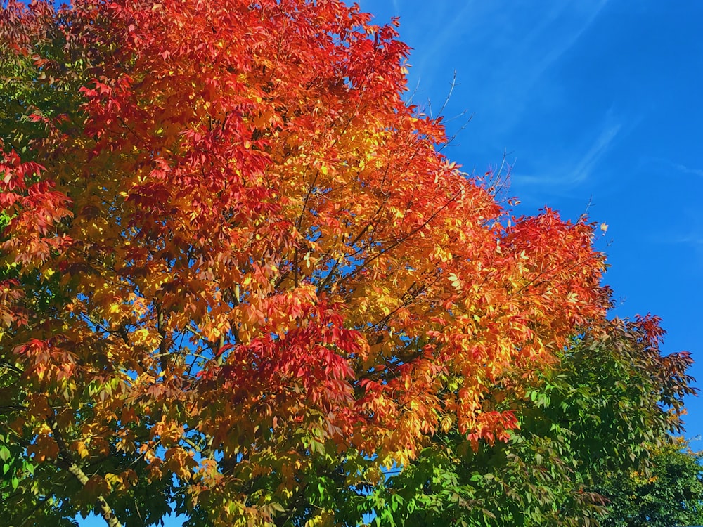 昼間の青空に映える赤と黄色のカエデの木