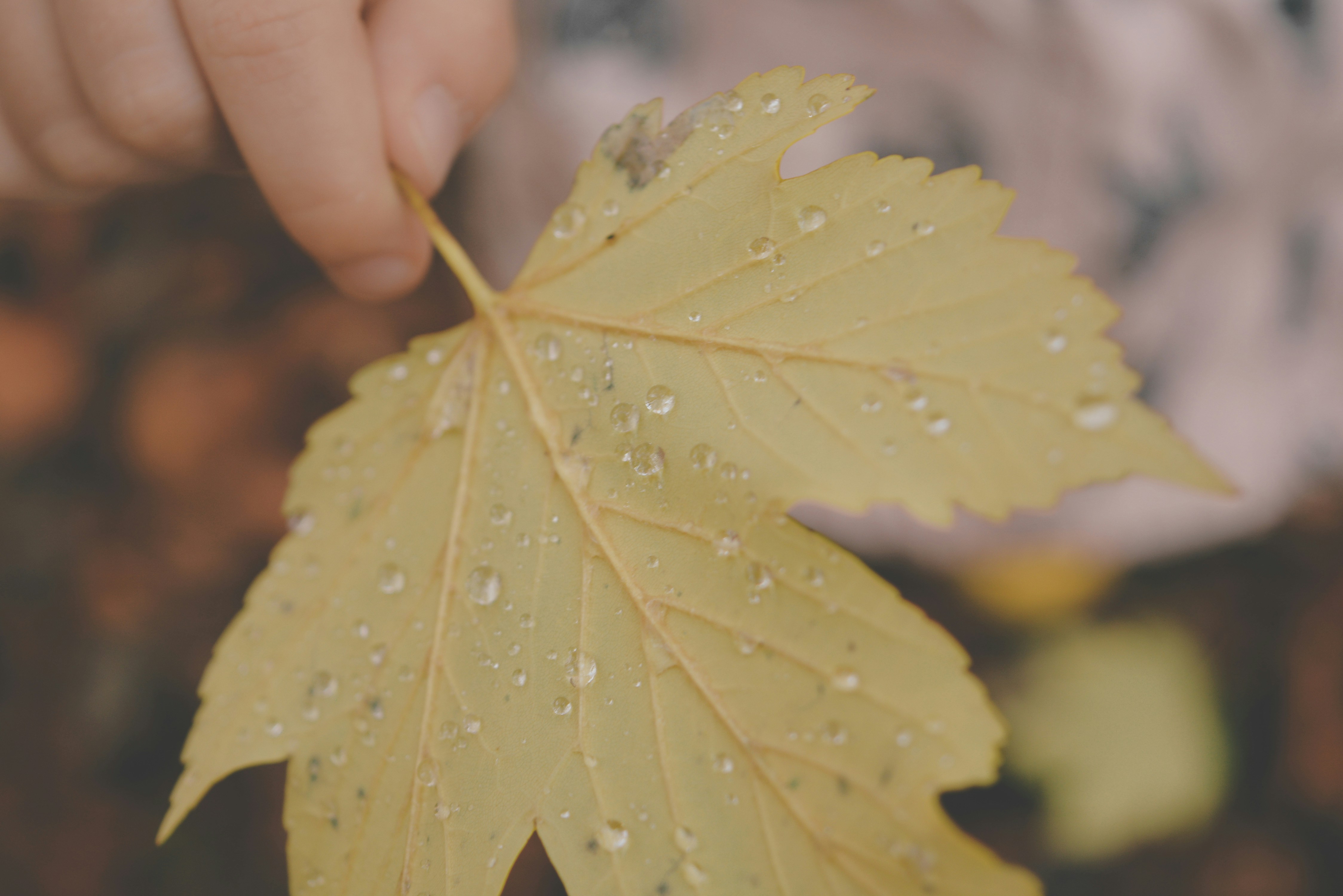 Free Unsplash photo from Sandra Wachowska