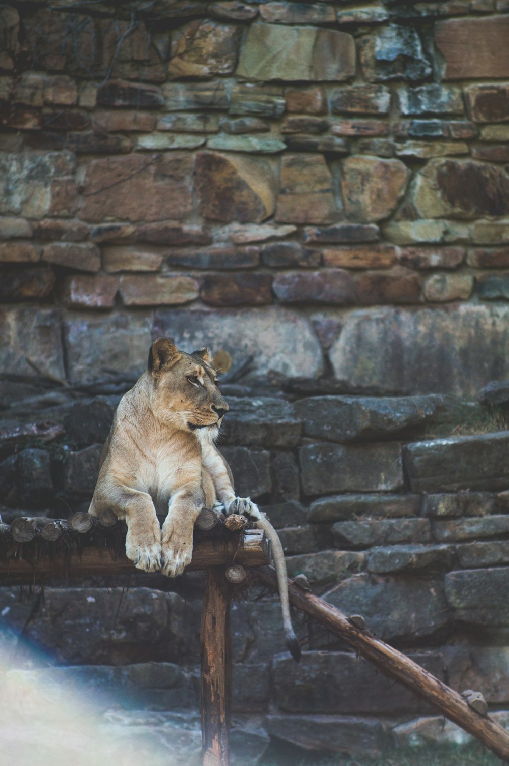 lion lying on brown wooden stand