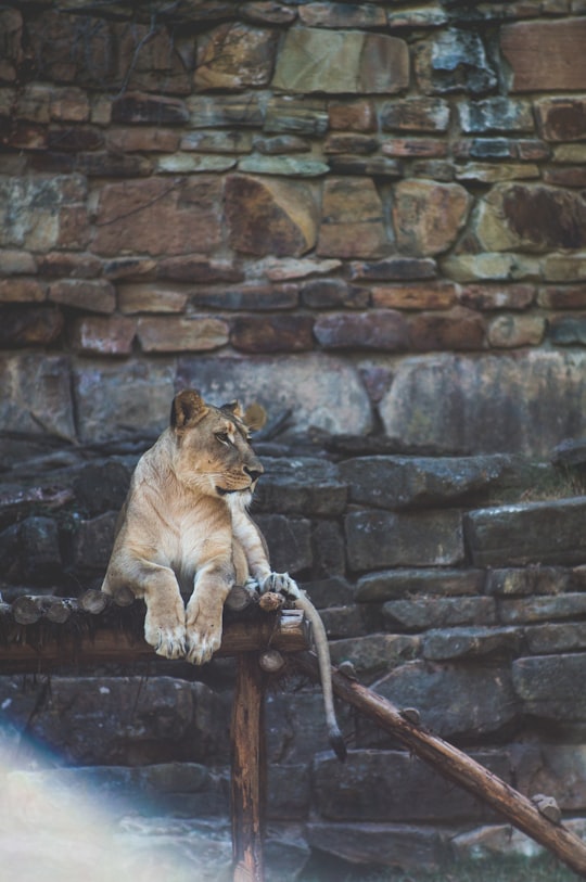 lion lying on brown wooden stand in Fort Worth Zoo United States