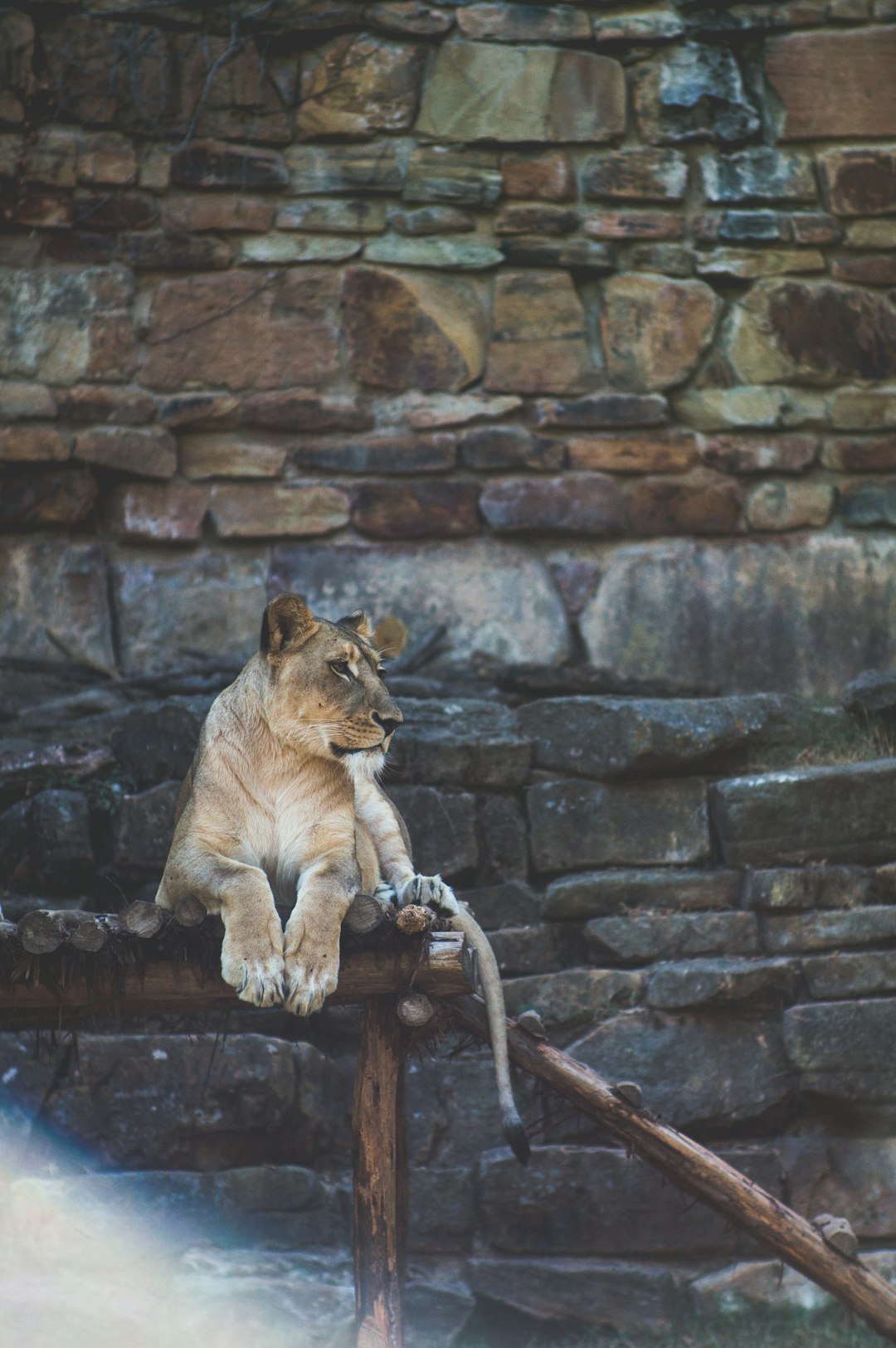 Wildlife photo spot Fort Worth Zoo Denton