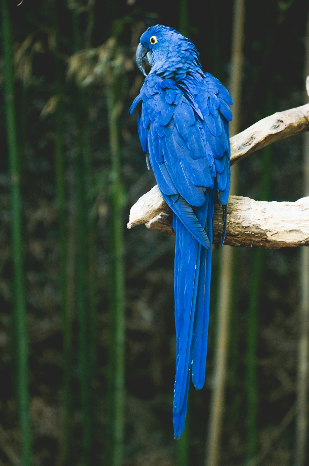 Percha de pájaro azul en árbol marrón