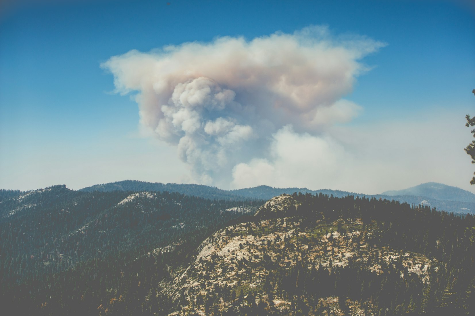 Burned, Beetle-ravaged Wyoming Forest Expected to Flourish