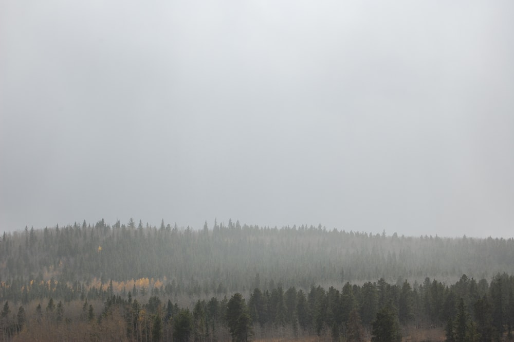 昼間の霧の森