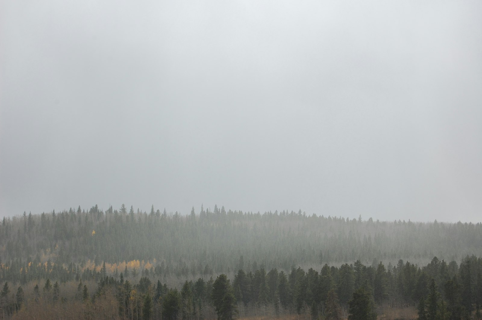 Nikon D40 + Nikon AF-S DX Nikkor 18-55mm F3.5-5.6G II sample photo. Foggy forest during daytime photography