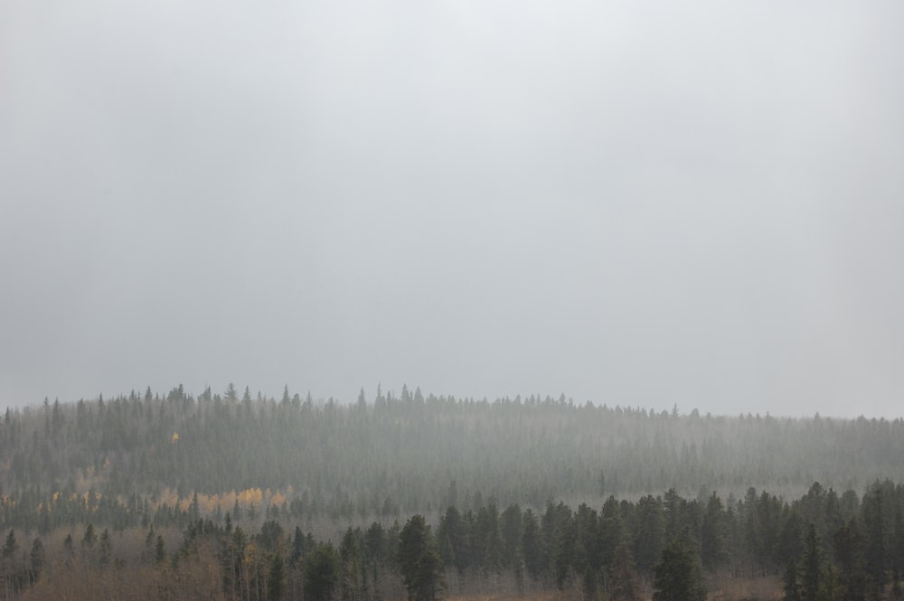 foggy forest during daytime