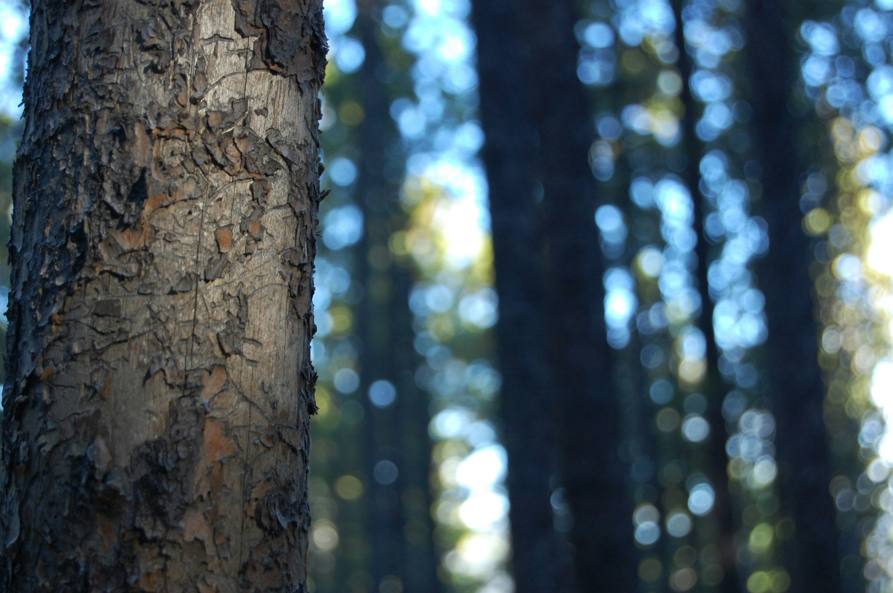 Free Unsplash photo from Robbie De Vries