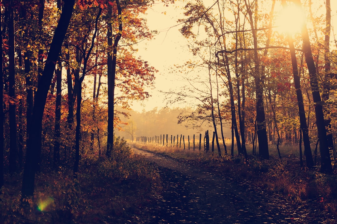 pathway between inline trees during golden hour,