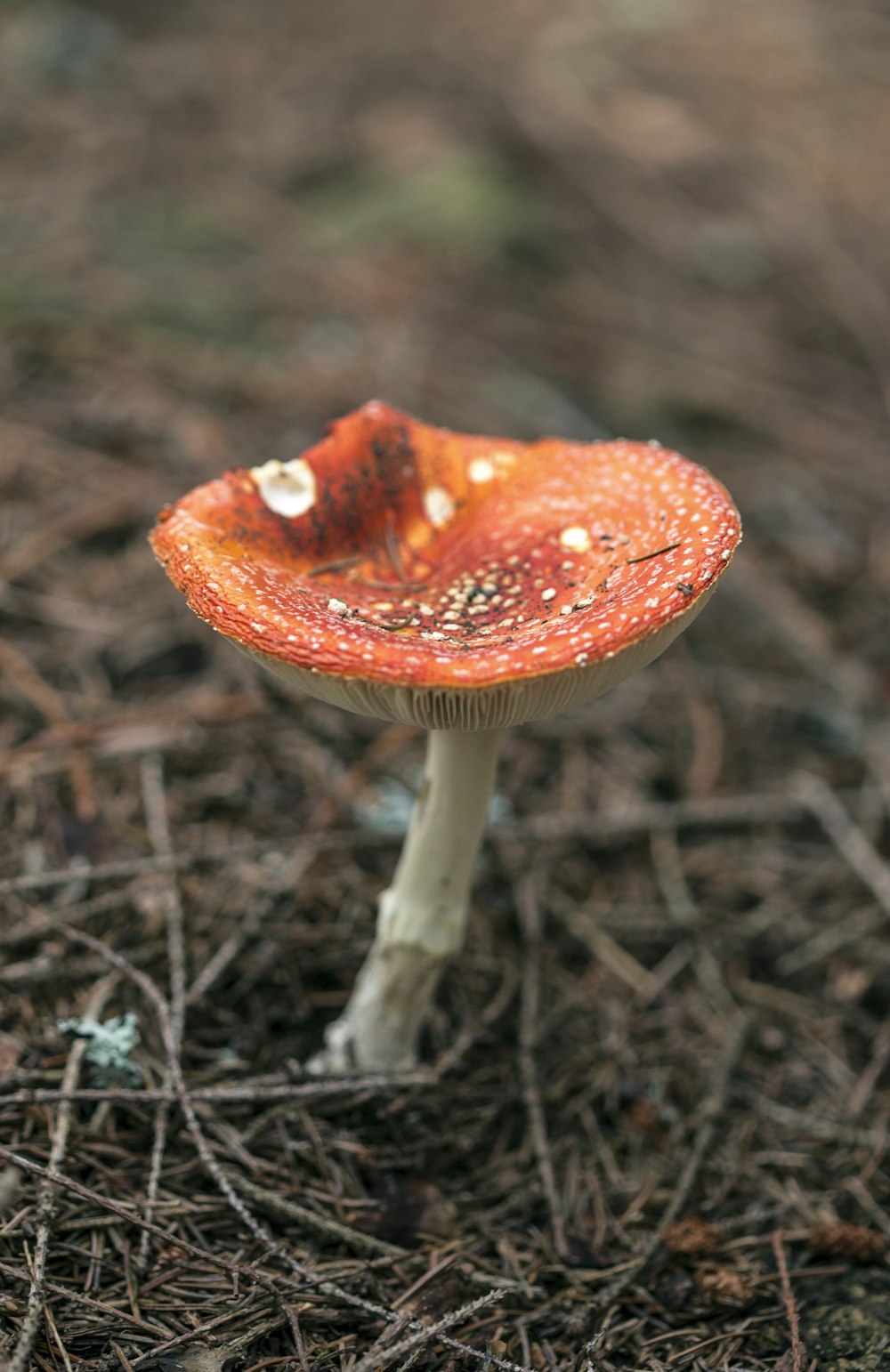 Fotografia a fuoco selettiva del fungo arancione