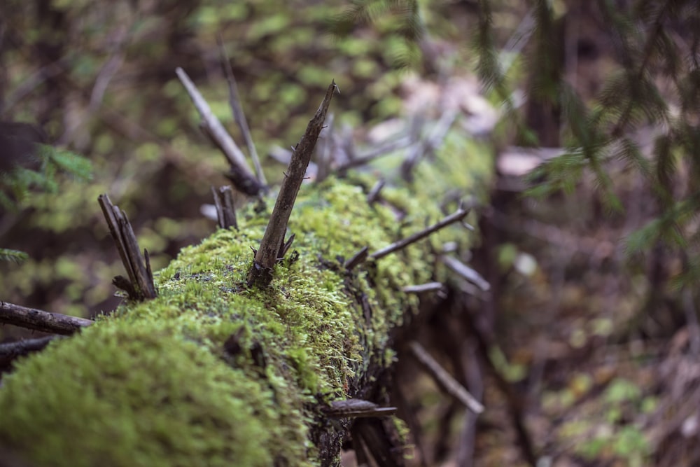 green moss on brown tree trunk