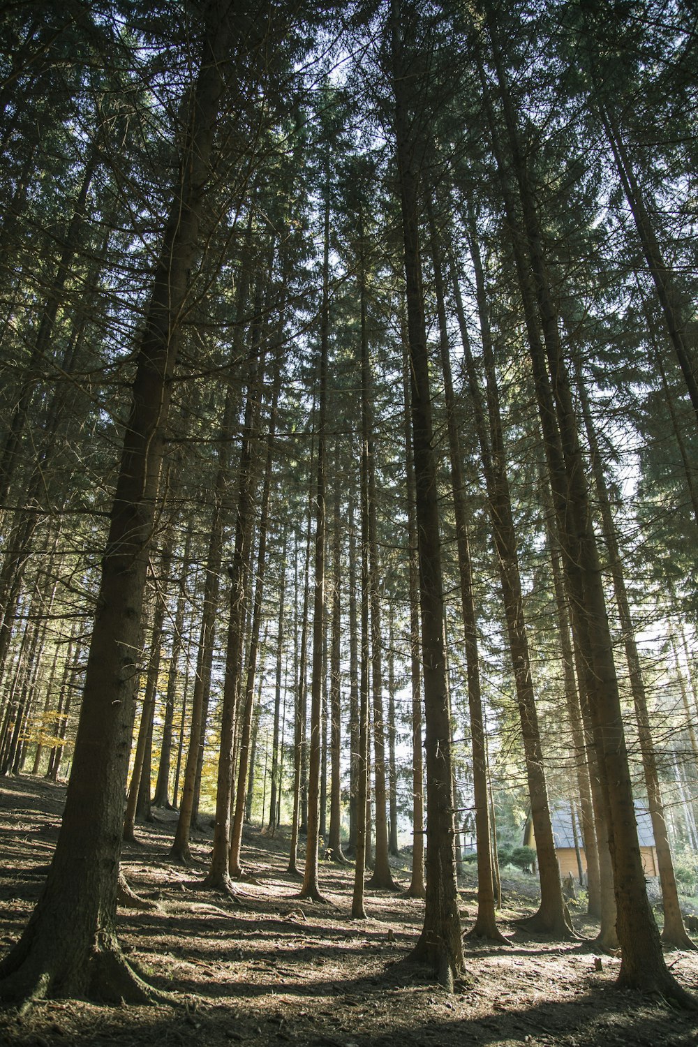 brown trees in forest during daytime