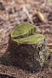 green leaf on brown tree trunk