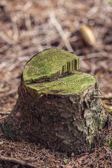 green leaf on brown tree trunk