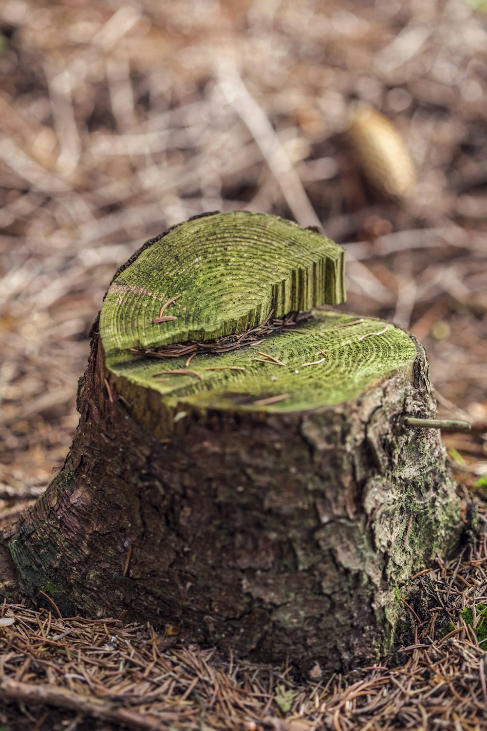 green leaf on brown tree trunk