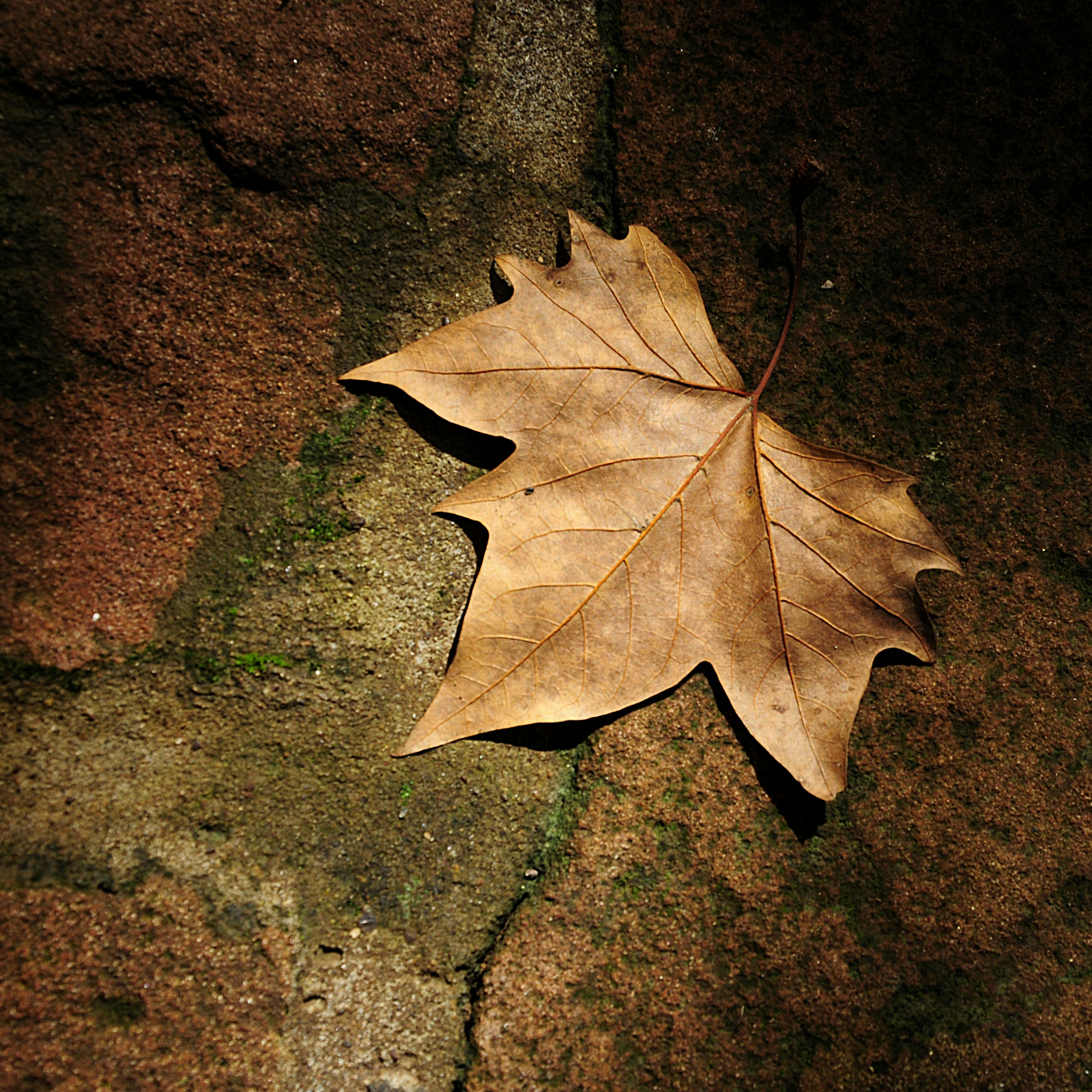 Free Unsplash photo from Murilo Mothsin