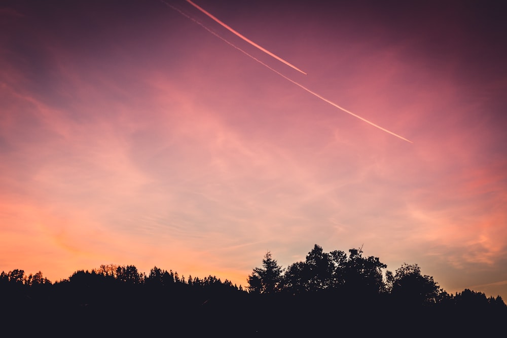 silhouette d’arbres