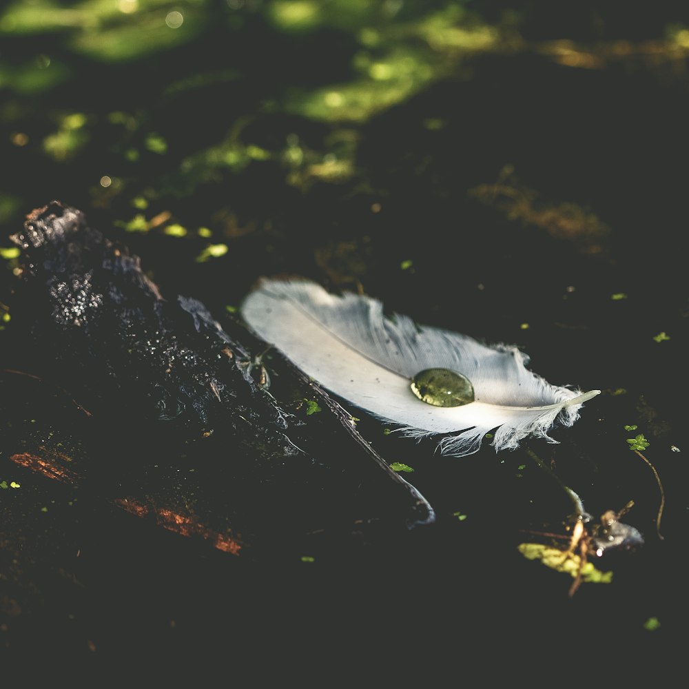 white feather with water droplet on black surface