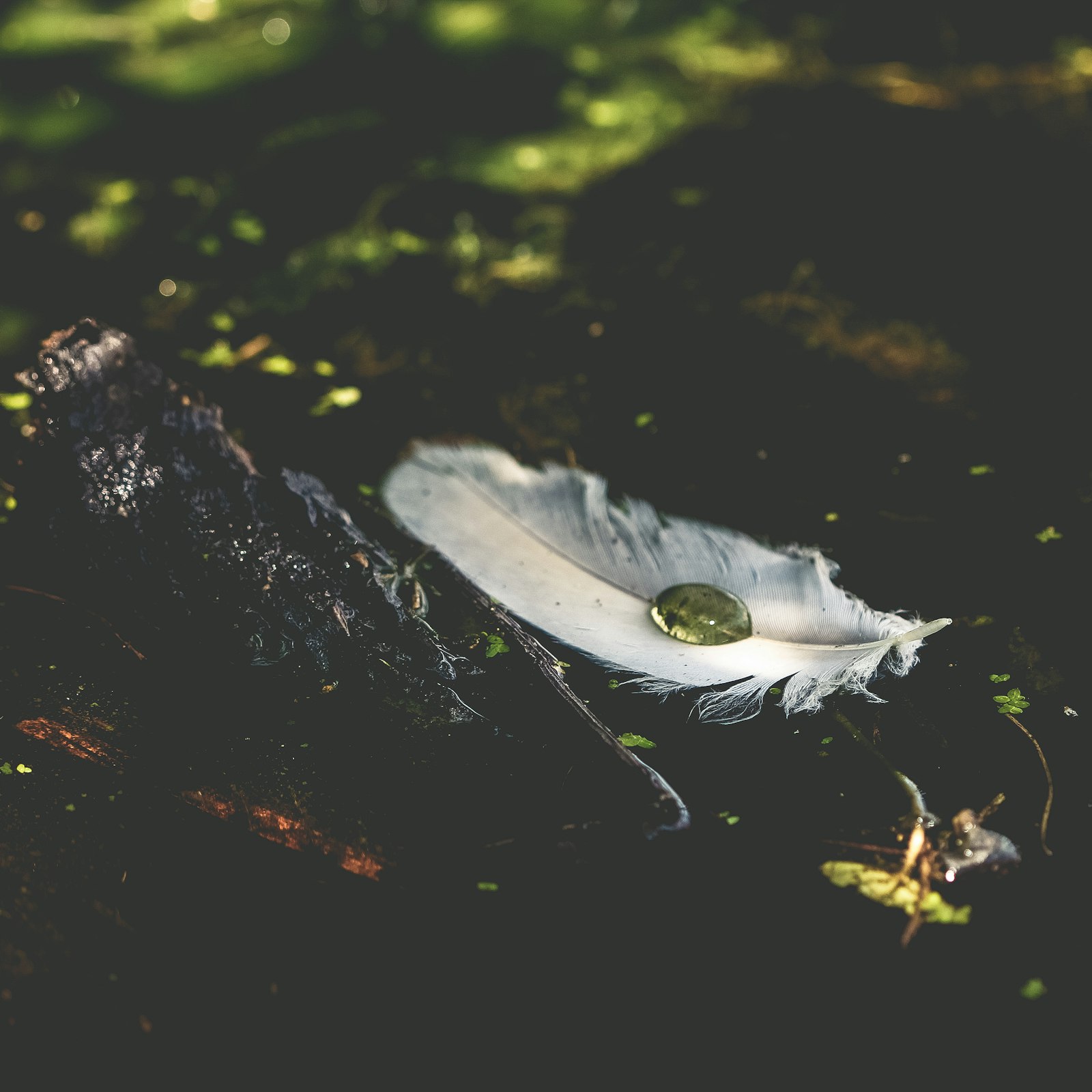 Canon EOS 700D (EOS Rebel T5i / EOS Kiss X7i) + Canon EF 100mm F2.8 Macro USM sample photo. White feather with water photography