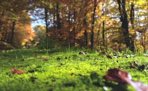 A serene clearing in the forest with soft moss and scattered autumn leaves.