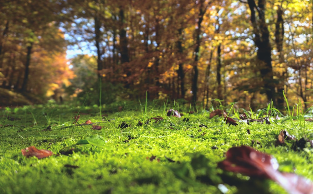 풀밭에 시든 나뭇잎의 선택적 초점 사진
