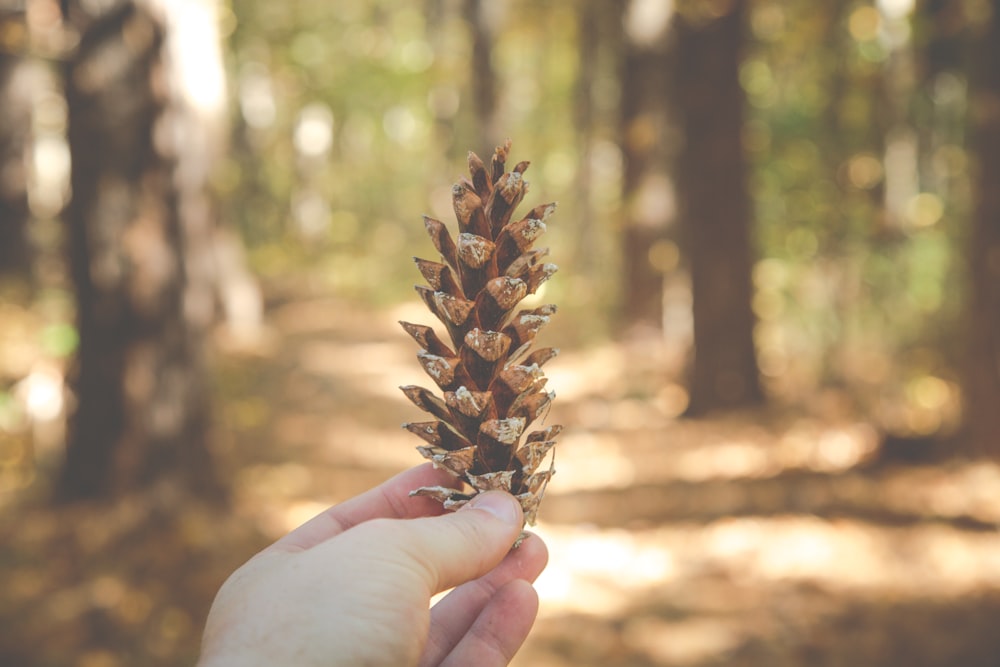 person holding brown pine cone