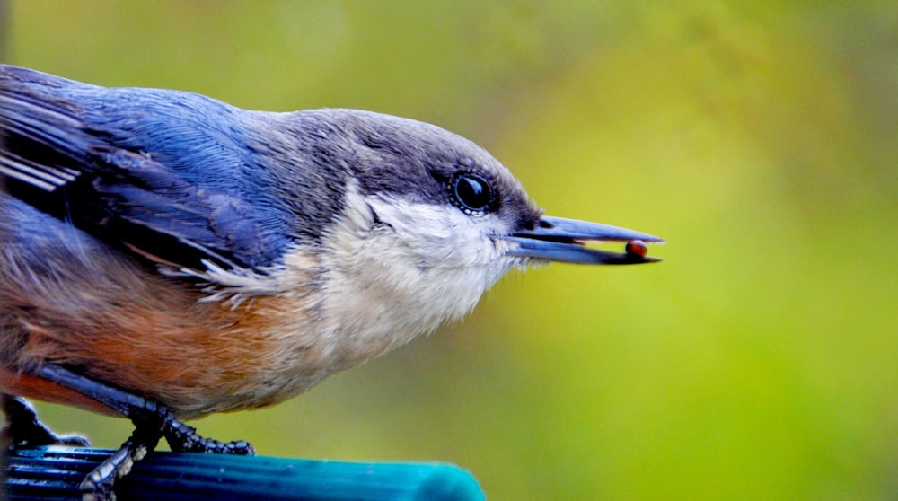 fruits rouges sur le bec de l’oiseau