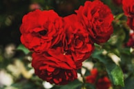 Close-up of vibrant red roses with fresh green leaves, capturing their velvety texture.