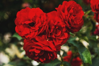 Close-up of vibrant red roses with fresh green leaves, capturing their velvety texture.
