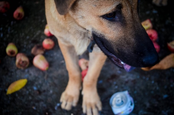 A tan dog with dark facial features sits on the ground, surrounded by scattered fruit, possibly apples. The image captures the dog from a slightly elevated angle, focusing on its head and front paws. The ground is textured, and there is a small metal can near the dog's front paws.