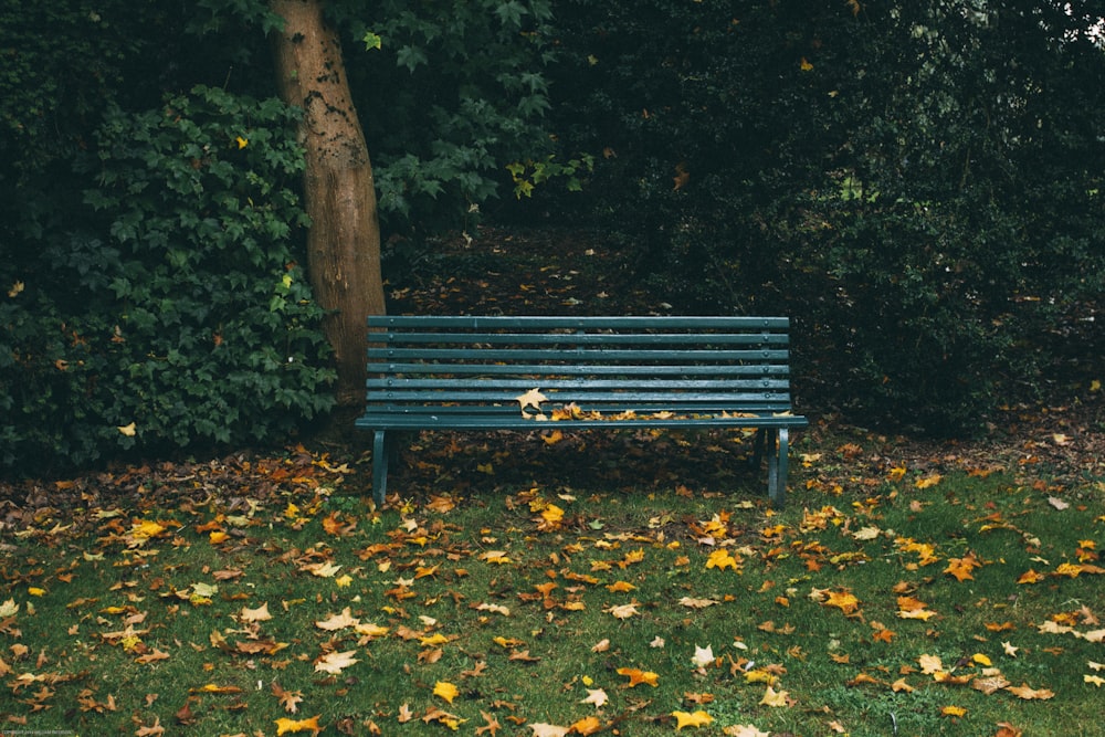 green wooden bench and autumn leaves on grass covered field near trees during day