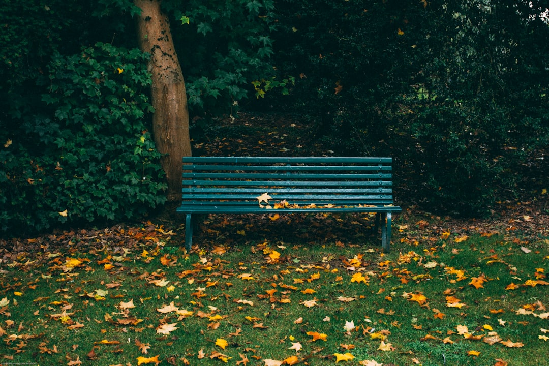 green wooden bench and autumn leaves on grass covered field near trees during day