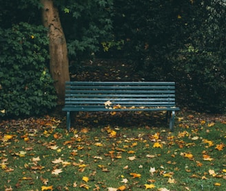 green wooden bench and autumn leaves on grass covered field near trees during day