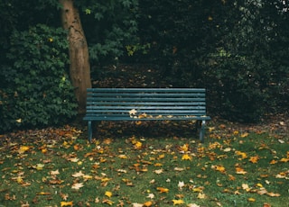 green wooden bench and autumn leaves on grass covered field near trees during day