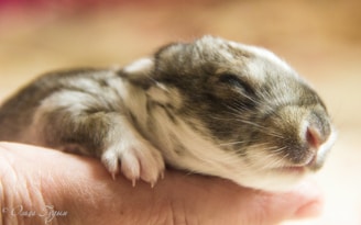 A small, newborn rabbit rests gently on a person's hand. Its fur is soft and fluffy, with a mix of brown, white, and gray colors. The rabbit's eyes are closed, and its tiny paws are visible as it sleeps peacefully.