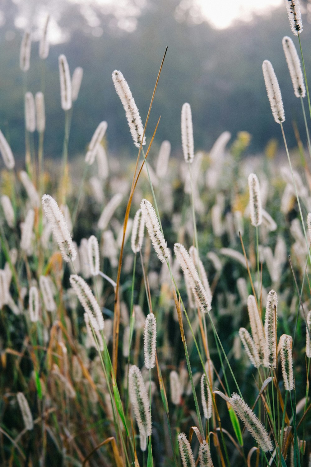 white flowers