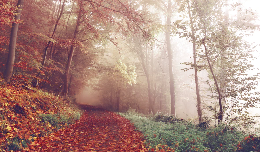 Llega el otoño: cambios de estación y estado de ánimo