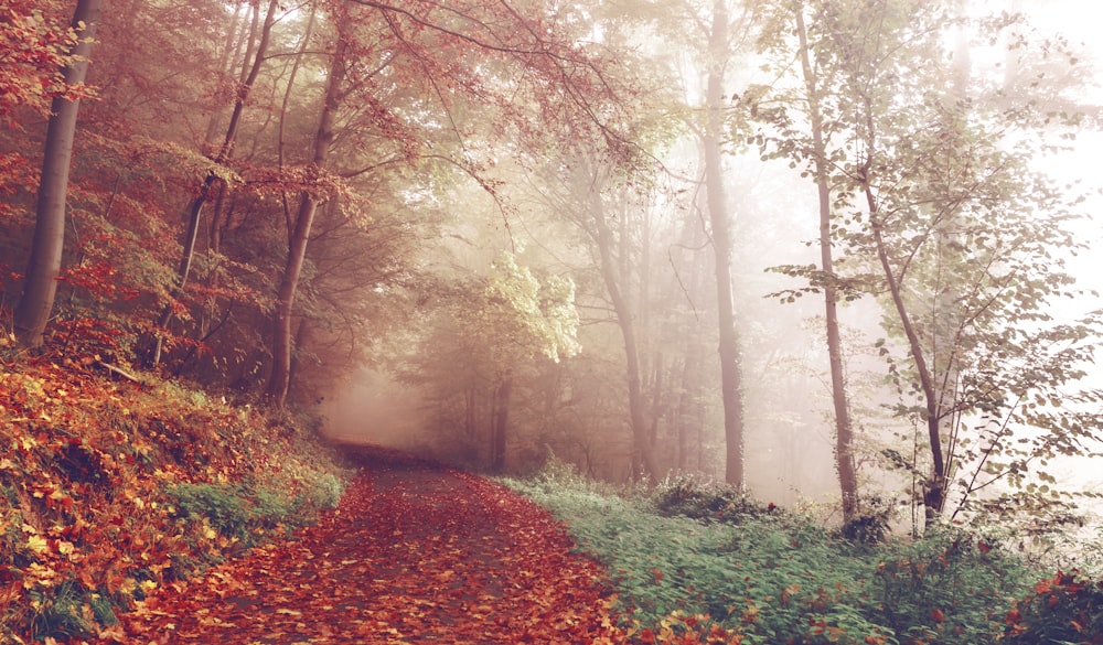 Foto der schlammigen Straße im Wald