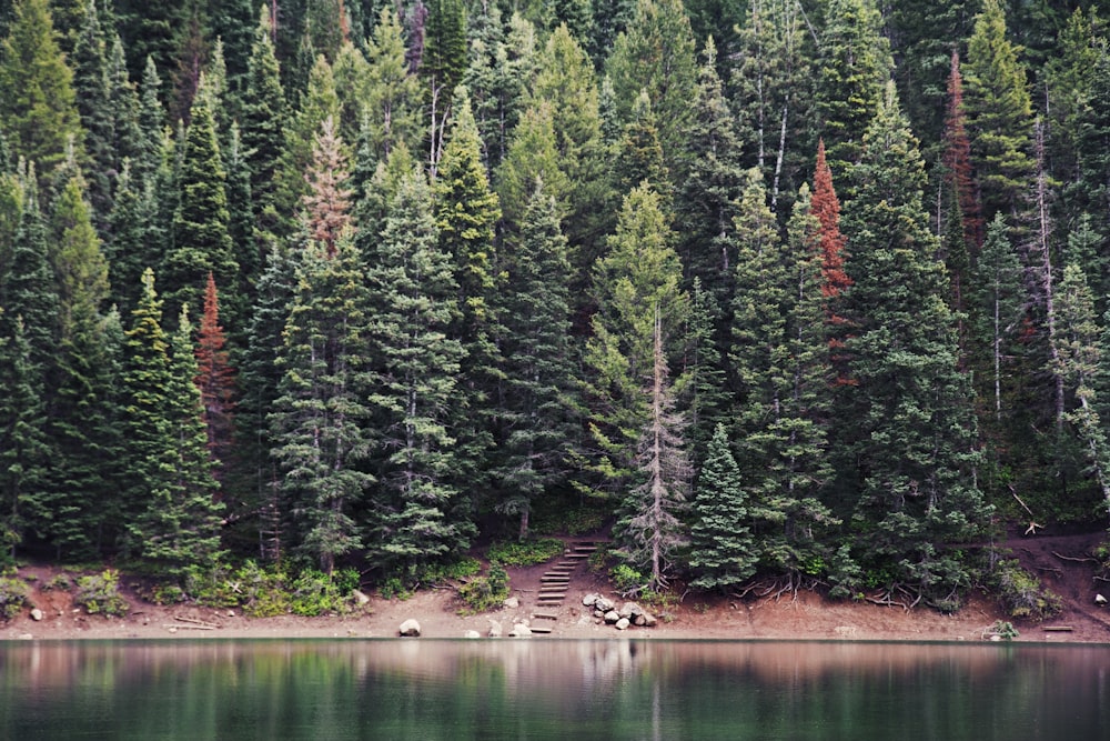 pinos verdes cerca del cuerpo de agua durante el día