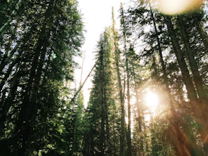 low angle photography of green leafed trees