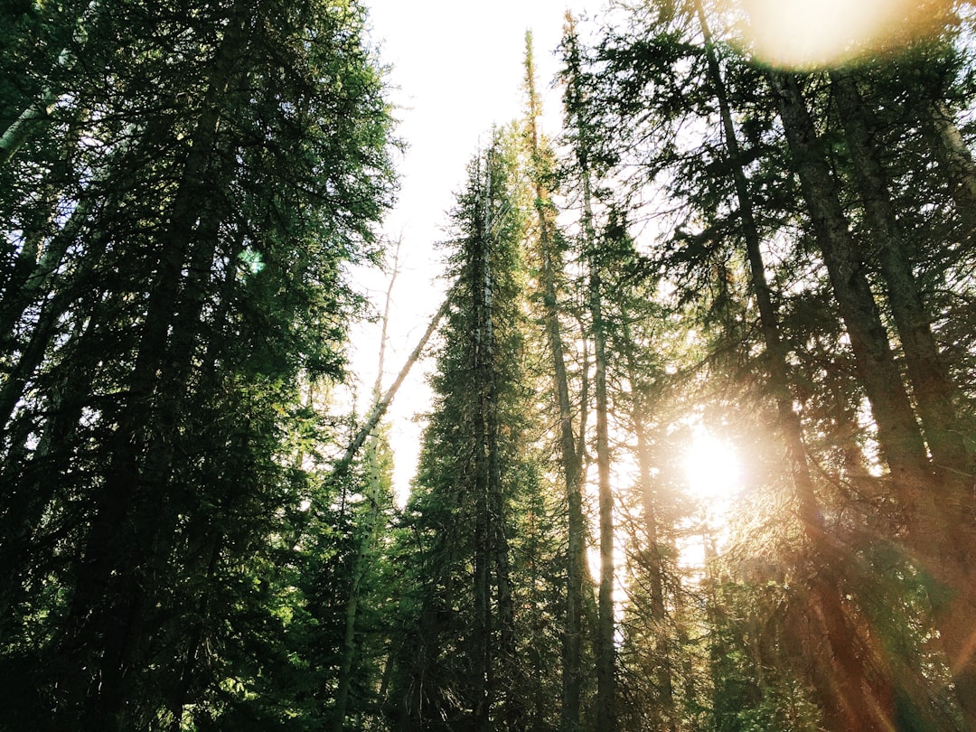 travelers stories about Forest in Big Cottonwood Canyon, United States