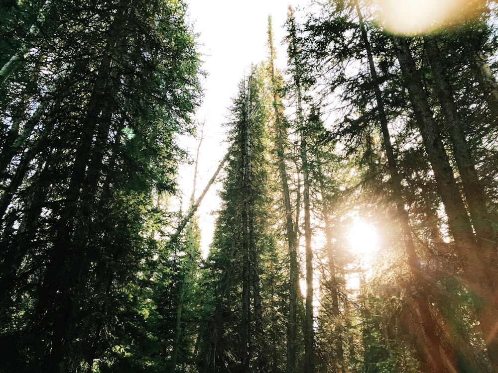 low angle photography of green leafed trees