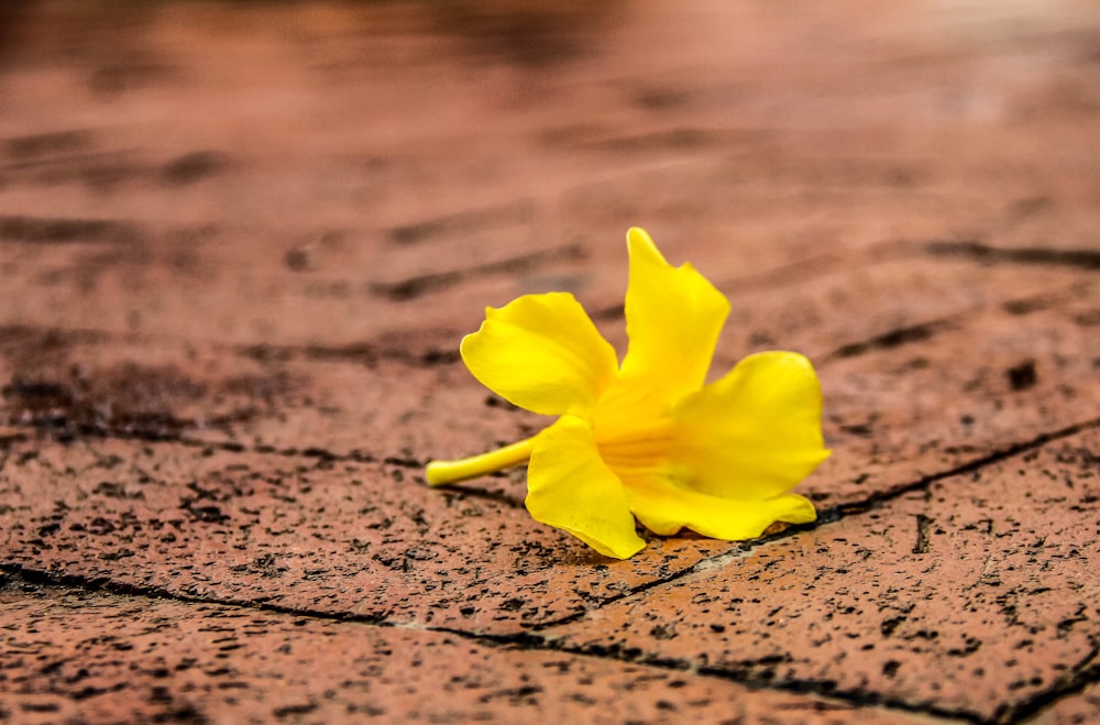 회색 벽돌 바닥에 노란 꽃잎 꽃