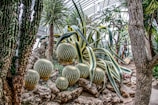 green cactus on rocks