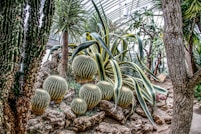 green cactus on rocks